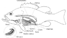 Internal anatomy of a stylized fish