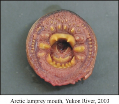 Arctic Lamprey tooth filled mouth
